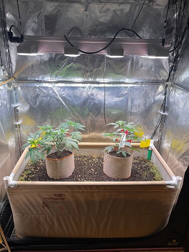 Growreport Bild 34