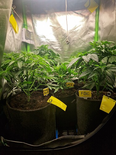 Growreport Bild 18