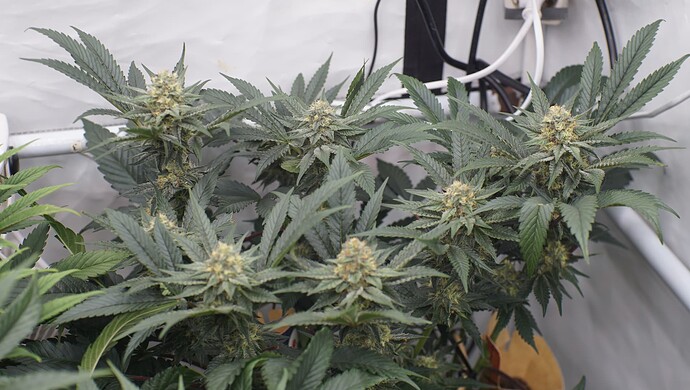 Growreport Bild 8