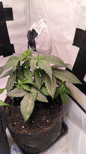 Growreport Bild 10