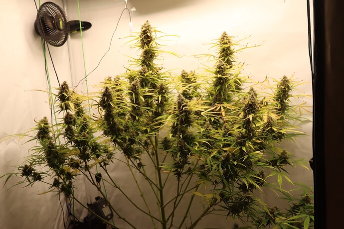 Growreport Bild 1