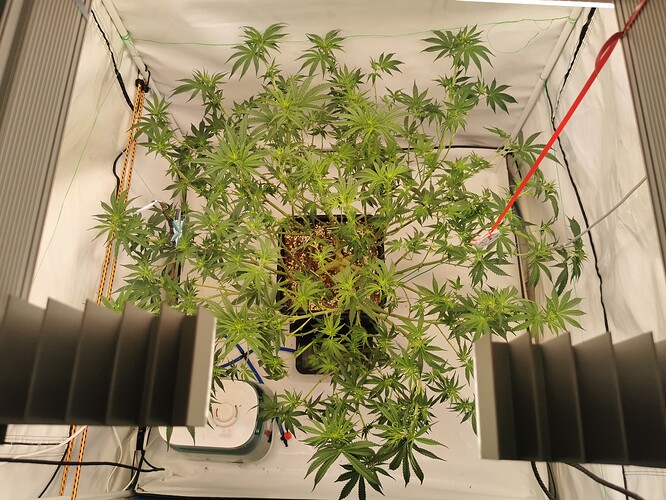 Growreport Bild 4