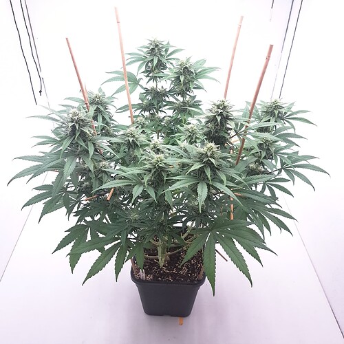 Growreport Bild 7