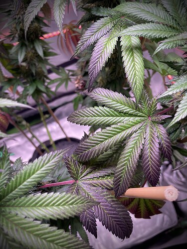 Growreport Bild 18