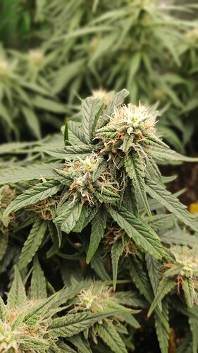 Growreport Bild 1