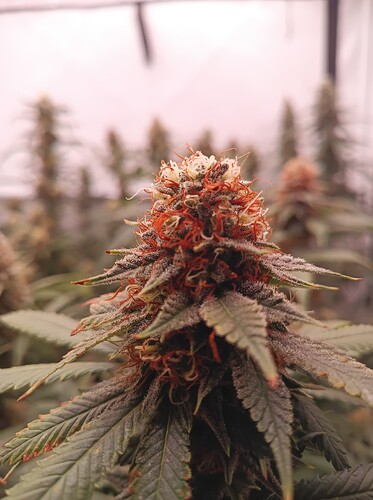 Growreport Bild 23