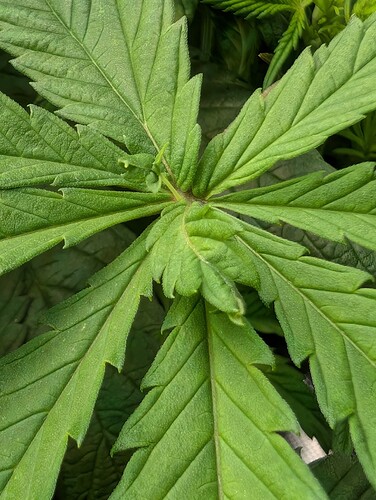 Growreport Bild 19