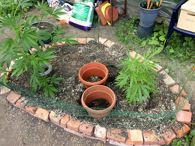 Grow26071008