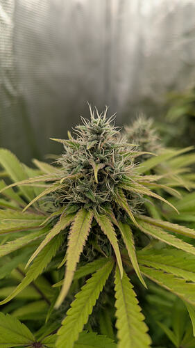 Nahaufnahme eines Cannabis-Buds in der Blütephase, mit sichtbaren Trichomen und orangefarbenen Stempeln.