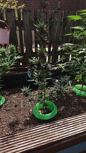 Growreport Bild 76
