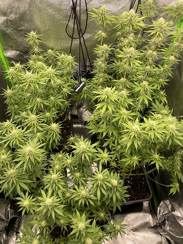 Growreport Bild 3