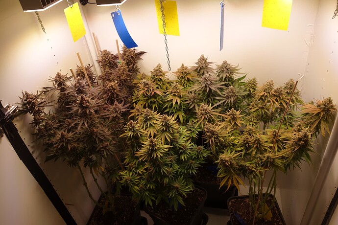Growreport Bild 1