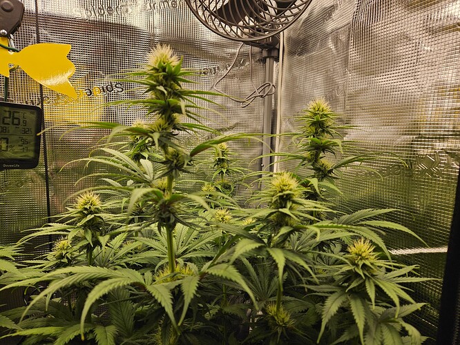 Growreport Bild 5