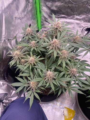 Growreport Bild 2