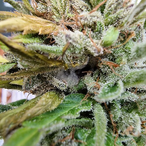 Growreport Bild 7