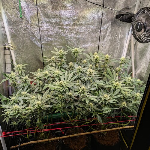 Growreport Bild 16