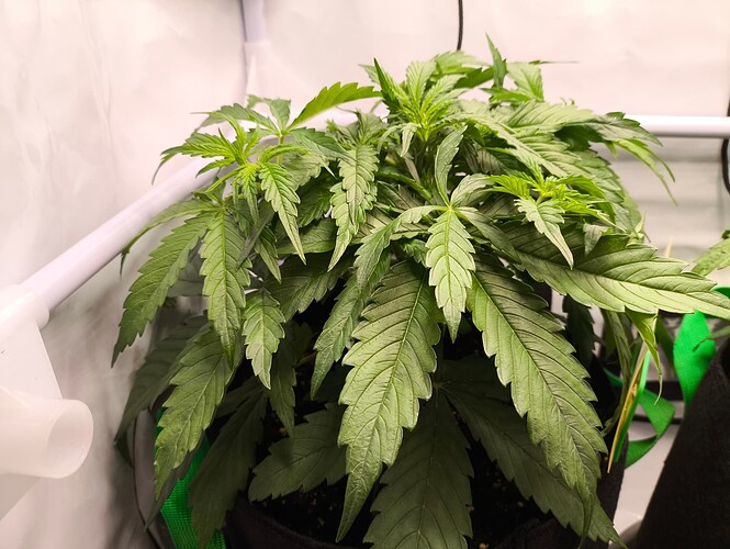 Growreport Bild 3