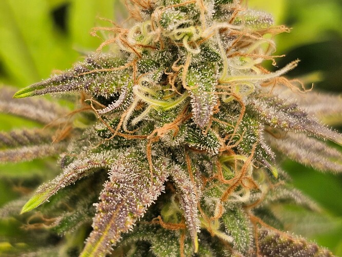 Growreport Bild 1