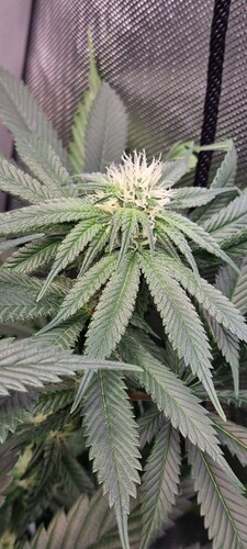 Growreport Bild 3
