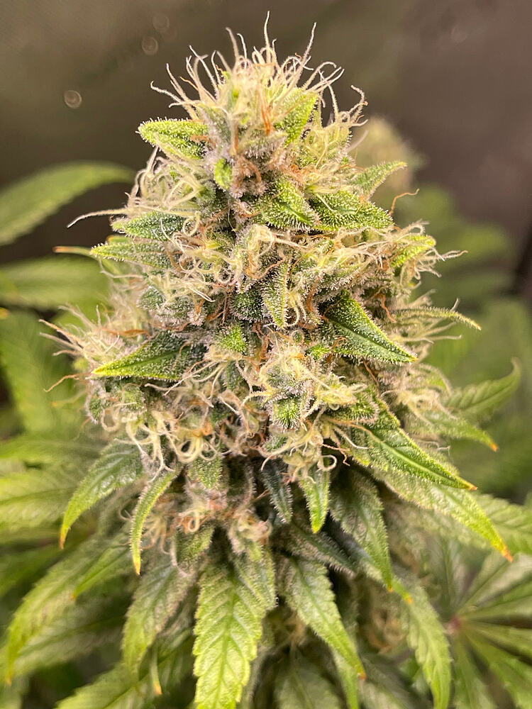 2. Runde - Violeta by ACE Seeds & SFV Dog by Mary Jane Seeds