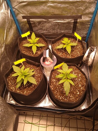 Growreport Bild 4