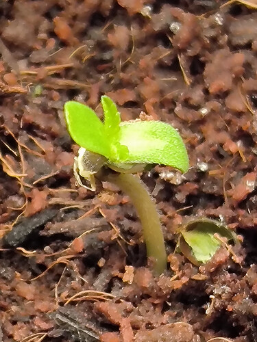 Growreport Bild 1