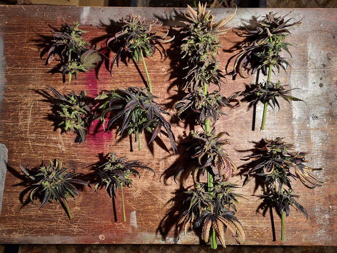 Mehrere geerntete Cannabis-Pflanzen mit dunklen Blättern und Buds liegen auf einer Holzoberfläche.