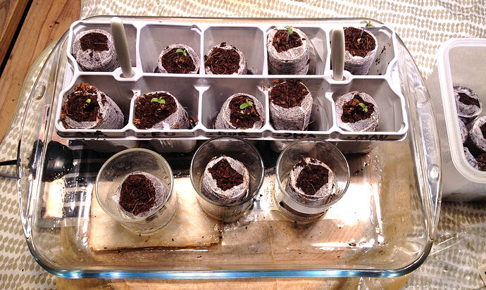 Grow26_0508_1