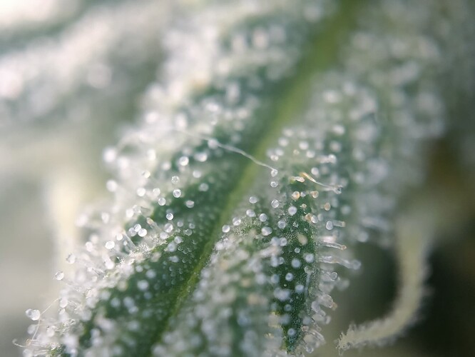 Growreport Bild 14