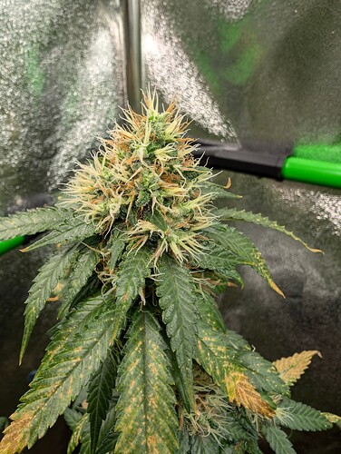 Growreport Bild 4