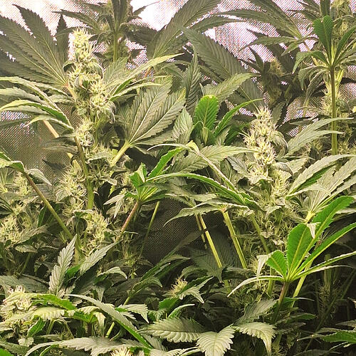 Growreport Bild 4