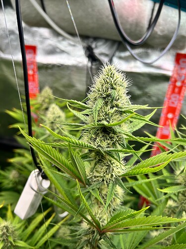 Growreport Bild 7