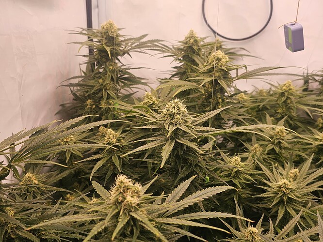 Growreport Bild 17