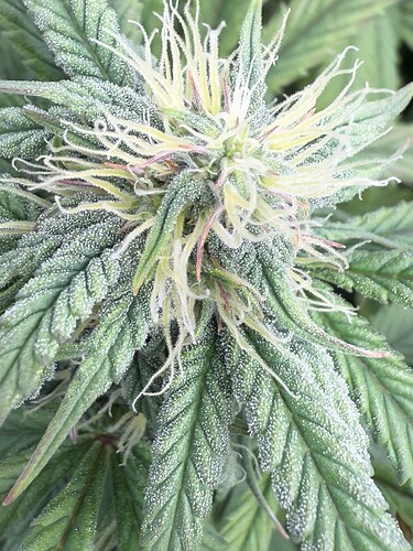 Growreport Bild 12