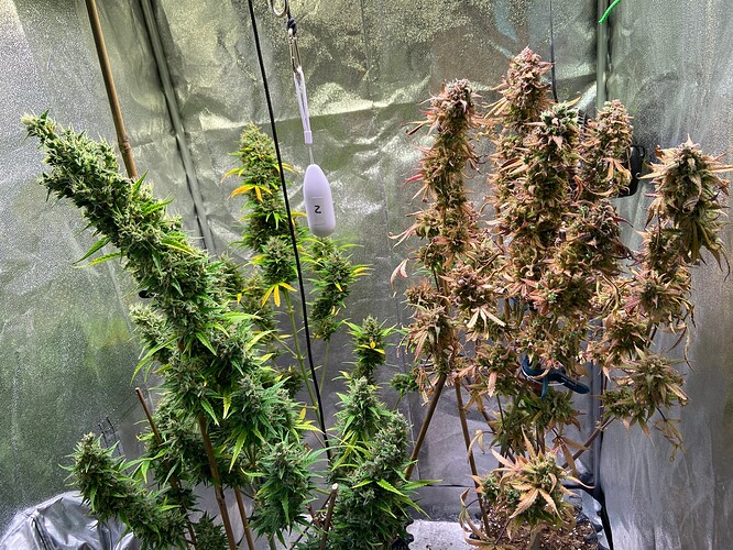 Growreport Bild 3