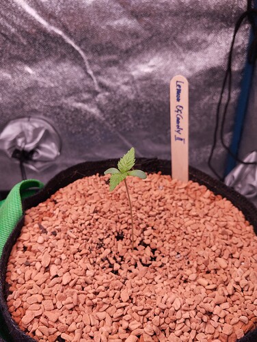 IMG_20241122_184811 - Kopie