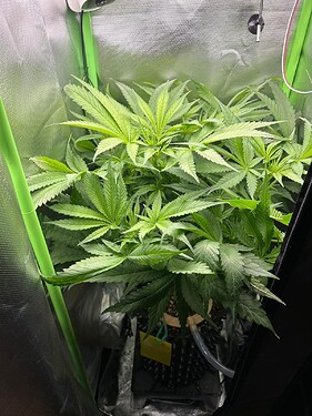 Growreport Bild 1