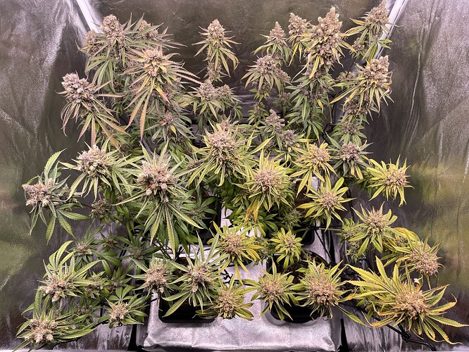 Growreport Bild 19