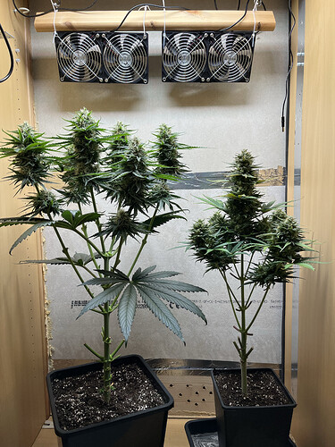 Growreport Bild 1