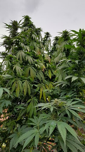 Growreport Bild 7
