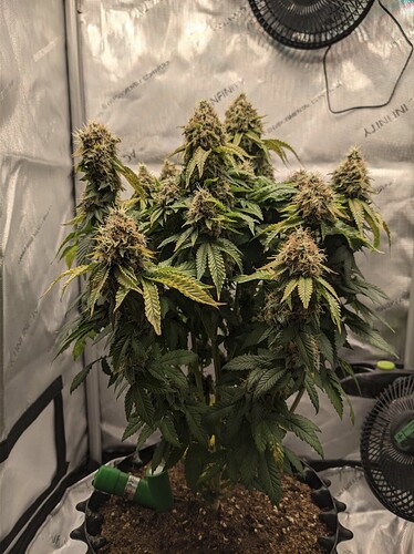 AGC_20240808_192849491.jpg_compressed