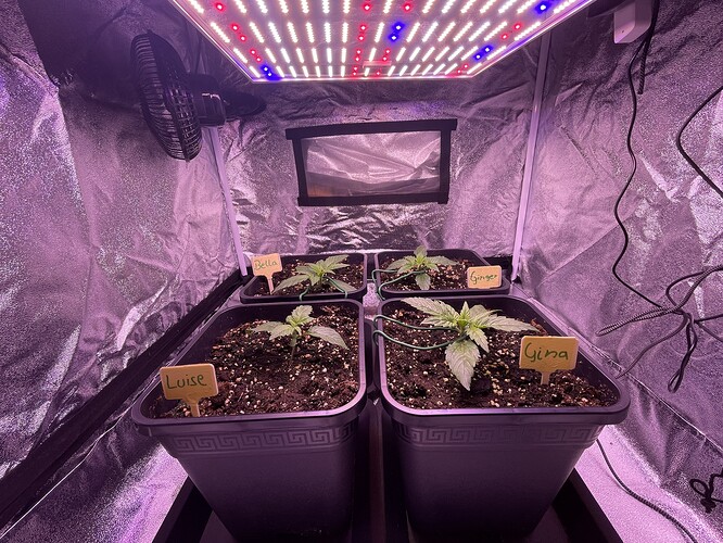 Growreport Bild 3