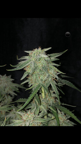 Growreport Bild 1