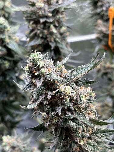 Growreport Bild 4