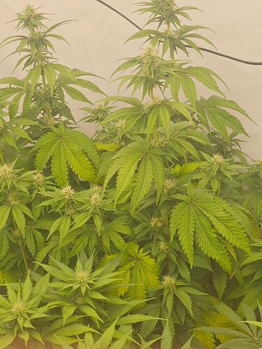 Growreport Bild 5