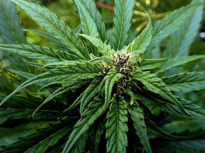 Growreport Bild 9