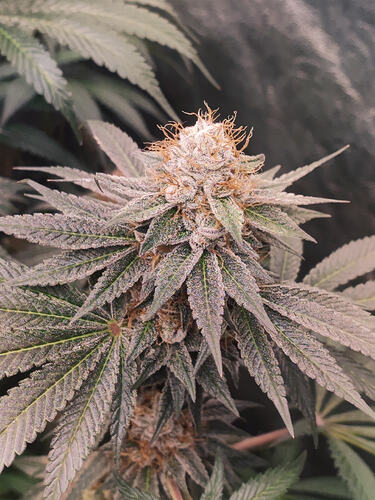 Growreport Bild 84