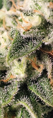 Growreport Bild 8
