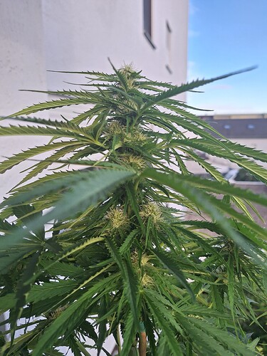Growreport Bild 6