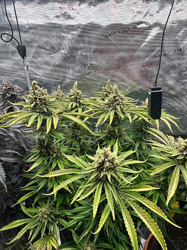 Growreport Bild 2